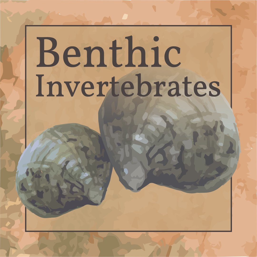 A watercolor image of two clams.