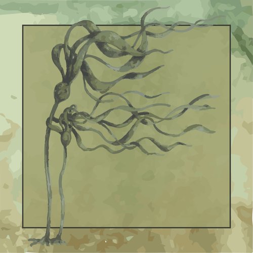 A watercolor image of bull kelp.