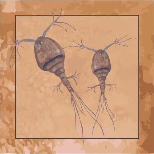 Epibenthic invertebrates
