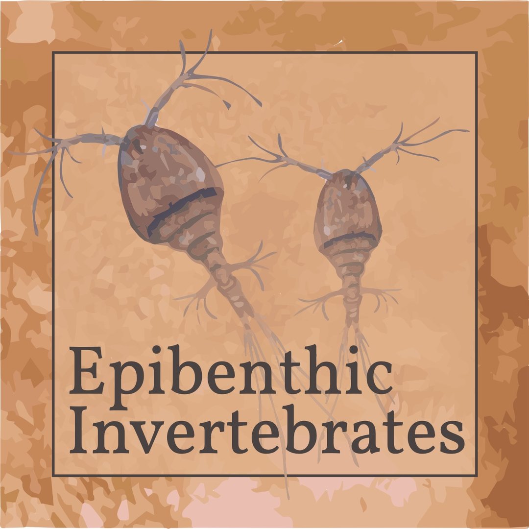 A watercolor image of two epibenthic invertebrates.