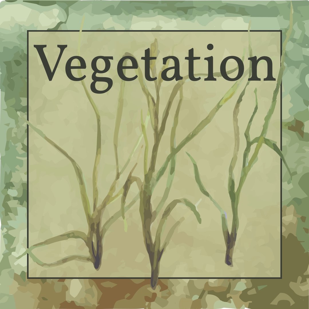 A watercolor image of dunegrass.