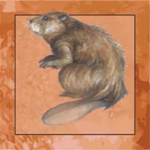 A watercolor image of an American beaver.