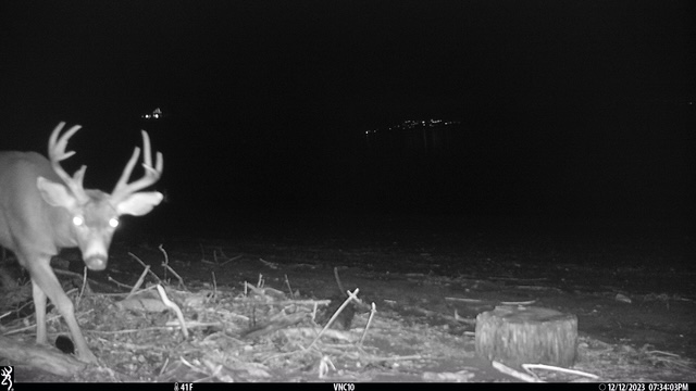 An image of a deer with antlers on the shore at night.