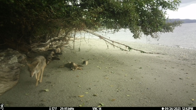 An image of a coyote on the shore.