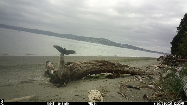 An image of a bird on a large log on the shore.